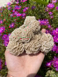 Image 2 of Desert Rose Cluster 