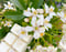 Image of Botanical Wax Melt Slab (Various Fragrances)