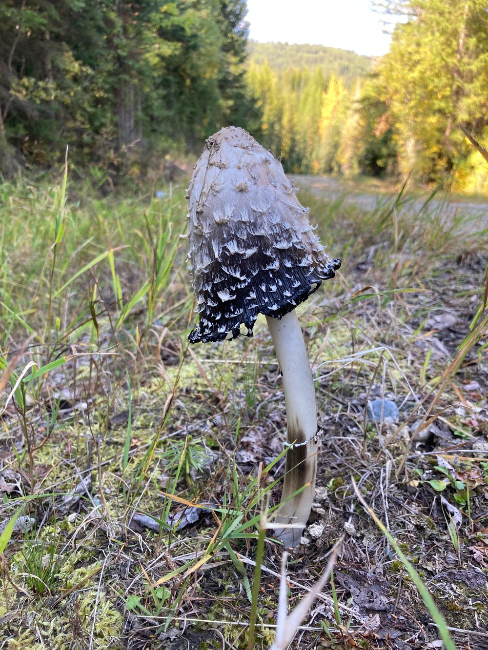 Image of Inky Cap Shaggy Mane Mushroom Sticker