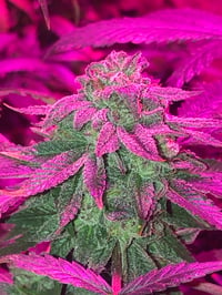 CBD Chunk
