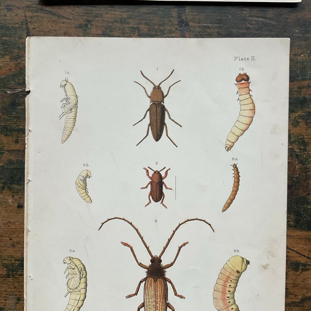 Image of Bugs