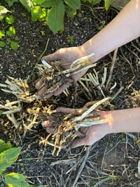 Image 4 of Alstromeria Summer Sky - bare root