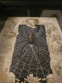 Image 7 of  Orbweaver taxidermy spider with 1800 Bible Page & Real Web