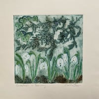 Image 3 of Snowdrops in February 