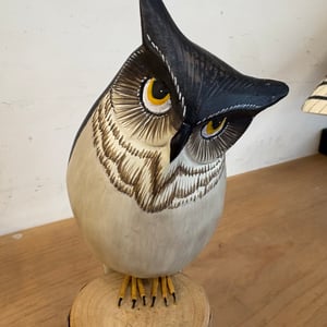 Image of Little horned owl