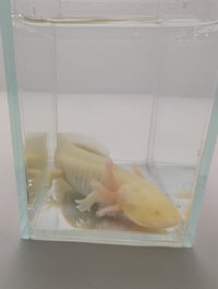Image 5 of Butterbean