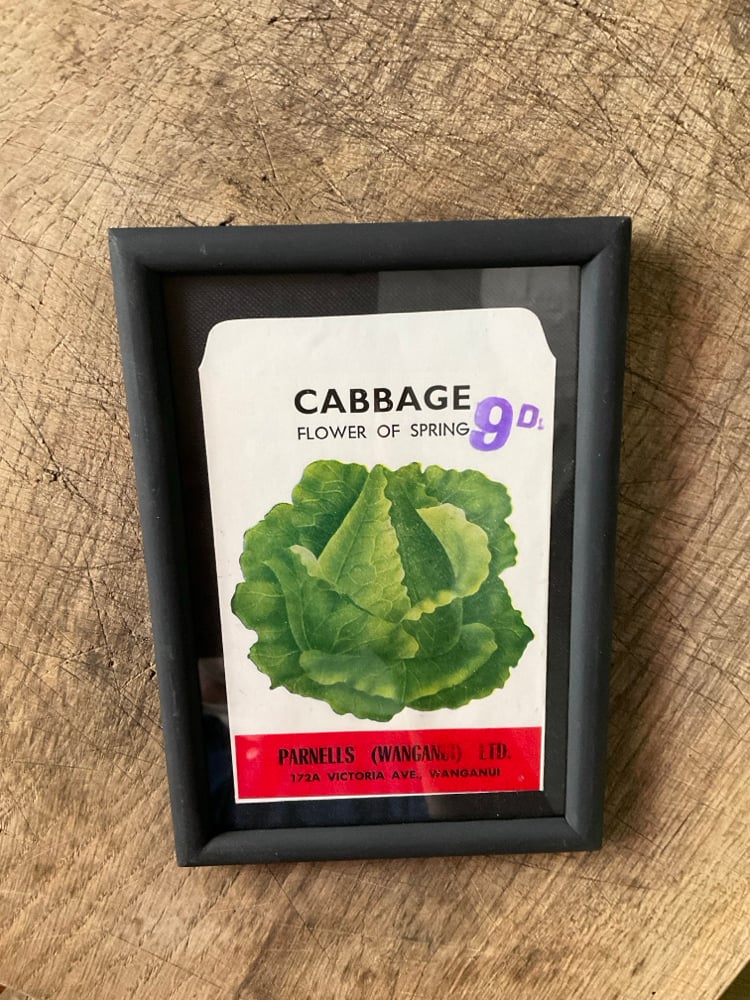 Image of Cabbage (flower of spring)