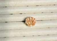 Image 3 of Shell Rings