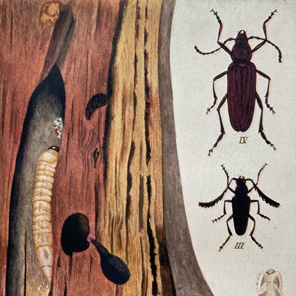 Image of Wood Bugs