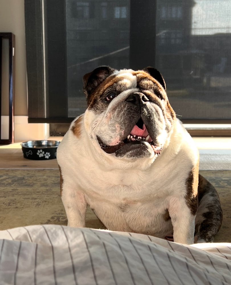 Image of -I know no other way- (study) 