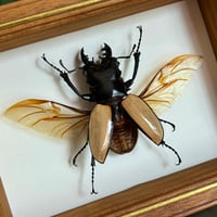 Image 3 of gold stag beetle 