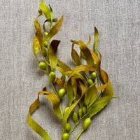 Image 3 of Macrocystis pyrifera (Giant Bladder Kelp)