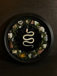 Image 3 of Framed Snake Skeleton & Gemstones