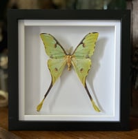 African moon moth