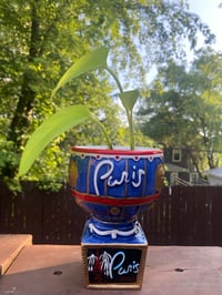 Image 3 of Lemon Lime Pothos in Paris Cup 