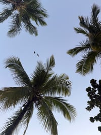 Image 16 of Paréo Amants tropicaux