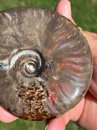 Image 8 of Purple - Rainbow Iridescent Ammonite Shell Fossil | Madagascar #2895