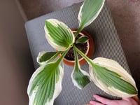 Image 2 of Happy Hosta in Aztec looking Tan Pot