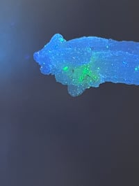 Image 14 of Rams Horn Selenite, Gypsum Specimen | Guizhou China #2867