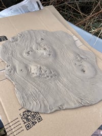 Image 4 of Covehithe Oak