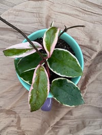 Image 2 of Sea Star Hoya in Ariel the Little Mermaid Mug