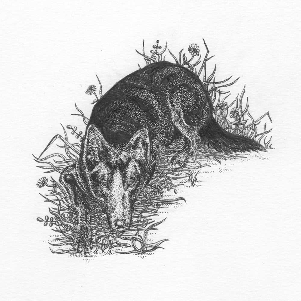 Pet Portraits