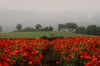 Poppy Fields