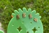 Cactus studd earrings 