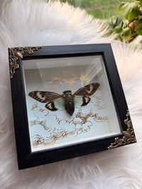 Image 1 of Celestial Cicada