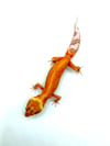 High Contrast Tangerine Tremper (Proven Breeder) G-02