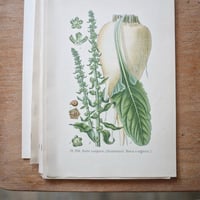 Image 5 of Planches De Botanique Anciennes Potager