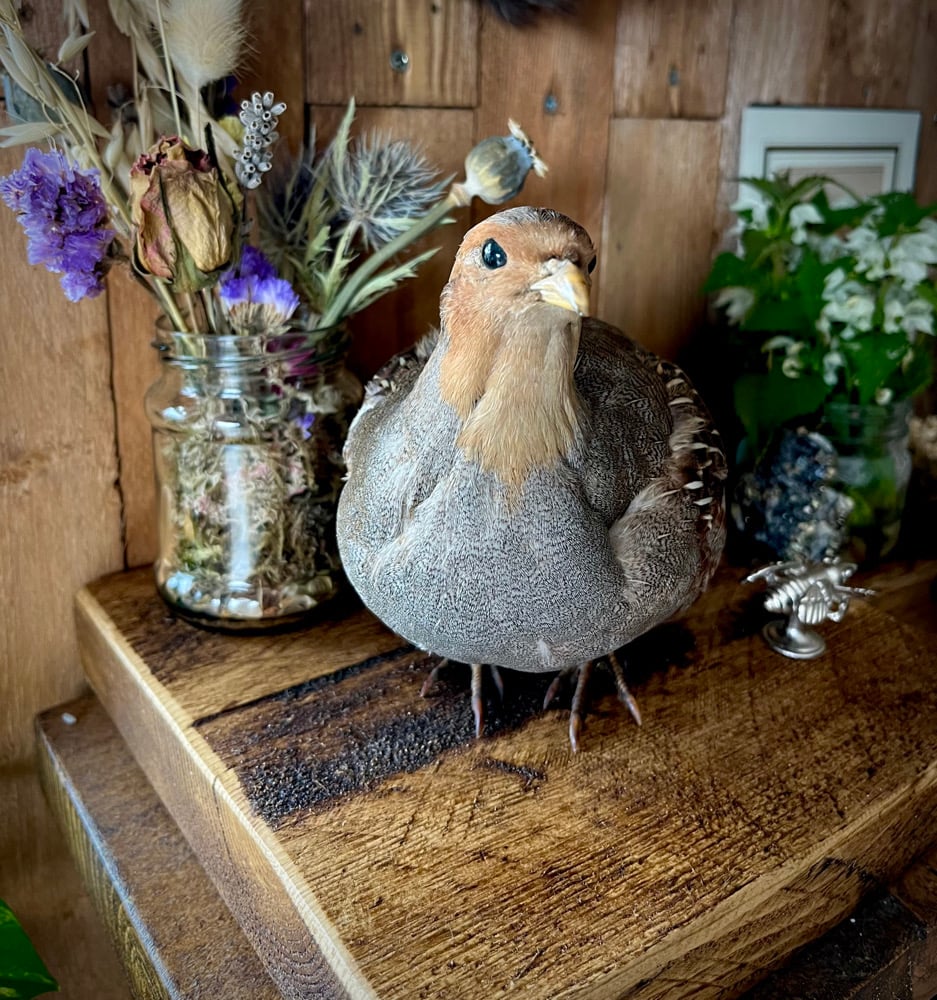 Image of Vintage English Patridge On Natural Wooden Base