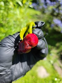 Image 5 of Cadmium Red Skull Cherries