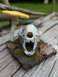 Image 3 of ALACRITY - Raccoon Skull Diorama *Faux Skull*