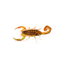 Adult Feeder Scorpions