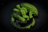 Xeno Curl Poison Resin velcro patch