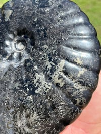 Image 16 of Large Black Ammonite Fossil With Pyrite | Madagascar #2699