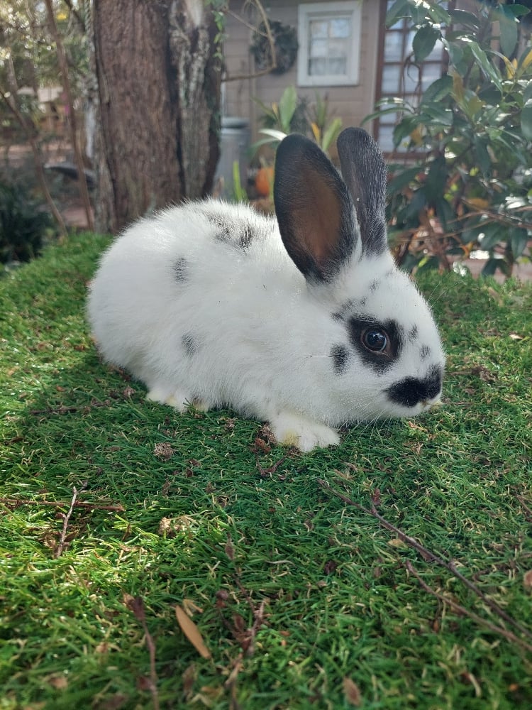 Image of Piper Baby (M)