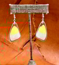 Image 1 of Statira Sulphur Forewings