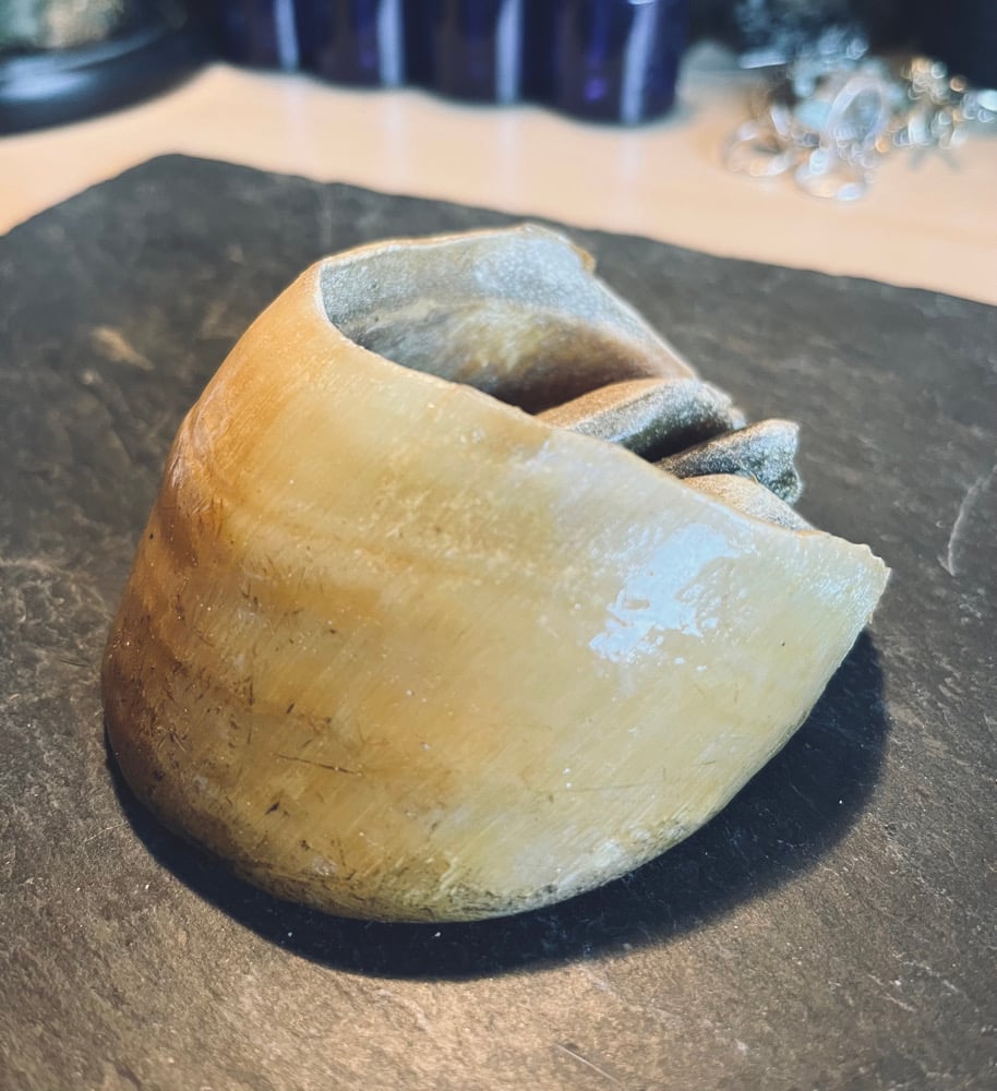 Image of Vintage Taxidermy Pony Hoof Oddity