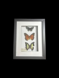 Image 2 of 3x butterfly frame 2