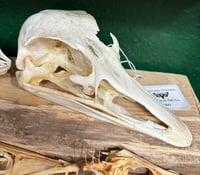 Ostrich Skull