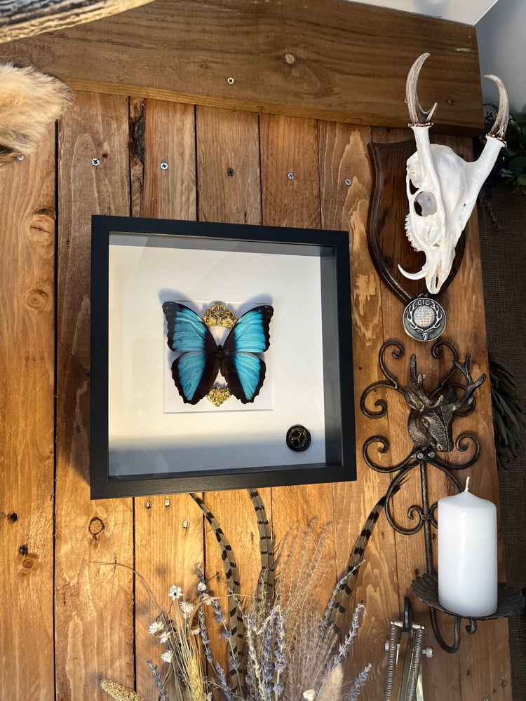 Image of Ornate Blue Morpho Deidamia Butterfly White