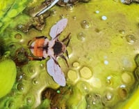 Image 4 of STICKY HONEY TRAY 7X13"