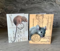 Image 2 of Mice 