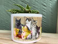 Image 1 of Soap Aloe in Cute Cat Bowl