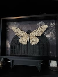 Image 3 of White witch moth