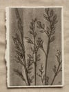 Grass Ghost - A6 - Original Botanical Monoprint 