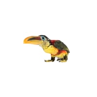 Curly Crested Aracari