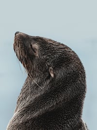Image 1 of Silky
